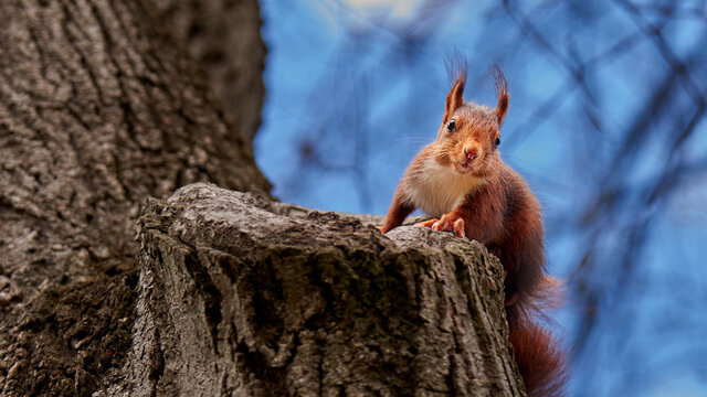Ardilla en el bosque