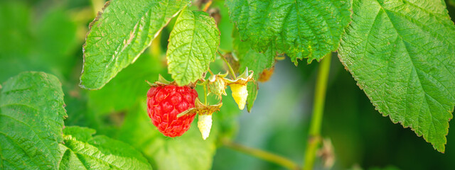 One ripe raspberry hangs on a branch of a bush in summer.