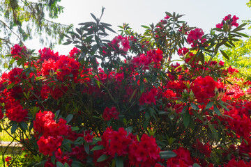 Fototapeta premium Beautiful big close up of a red rhododendron bush in Normandy. Sunny spring day. Colorful and peaceful nature.