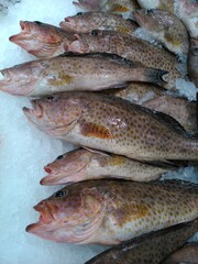fresh fish on ice in market ,uae .