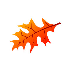Obraz premium autumn maple leaf on white background