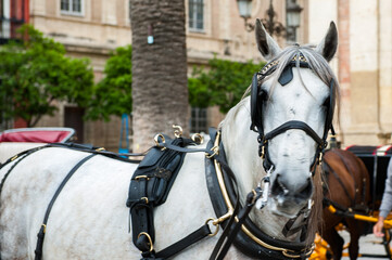 It's Horse carriage in the Old Town of Seville. Historic centre is the UNESCO world heritage.