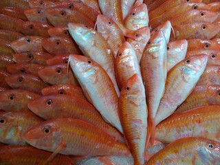 fresh fish display on ice at market ,uae .