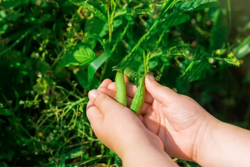 Naklejka na ściany i meble Fresh pods of green peas in hands of child in the garden in summer.