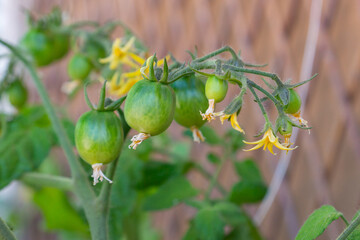 Healthy organic heirloom open pollinated tomato plant Red Alert variety growing in a pot on balcony on a sunny day. Small green fruits ripening outdoors. Urban gardening in Trento city, Italy, Europe.