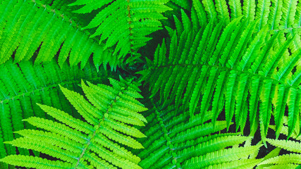 Fototapeta na wymiar background for design - fern leaves of different sizes grow in the park