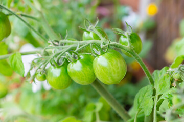 Healthy organic heirloom open pollinated tomato plant Red Alert variety growing in a pot on balcony on a sunny day. Small green fruits ripening outdoors. Urban gardening in Trento city, Italy, Europe.