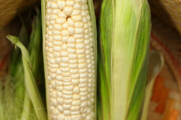 Close up A pair of White Hokkaido Corns