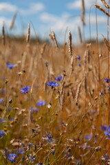 Wildflowers and stems against the sky