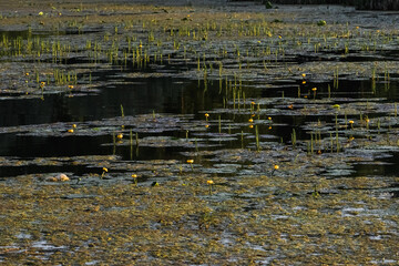 Flowering swamp. Lotus grows out of the mud. Ecological disaster concept