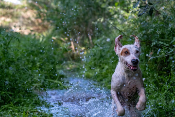 Puppy running in the river