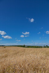 Obraz premium Field of ripe cereal stalks