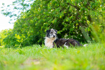 squirrel in the park