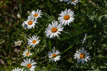 White daisies on a green background
