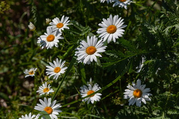 Fototapeta premium White daisies on a green background