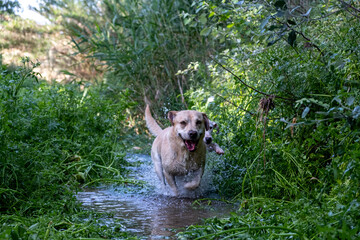 Labrador retriever running in the river