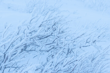 Plants in the tundra in the Arctic are covered with hoar frost. Snow and rime ice on the branches of bushes. Beautiful winter background with twigs covered with hoarfrost. Cold snowy weather. Frosting
