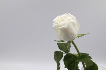 white rose on grey background