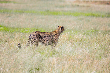 The family of cheetahs walks in the tall grass