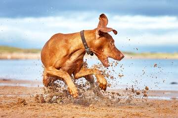 Crazy Hungarian Vizsla Dog Scrambling for his ball on the beach creating of sand wave. 