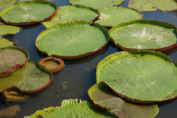 Close-up of water lily leaves in lake in Bangkok, Thailand