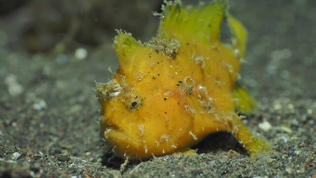 Yellow striated frogfish resting on black sand