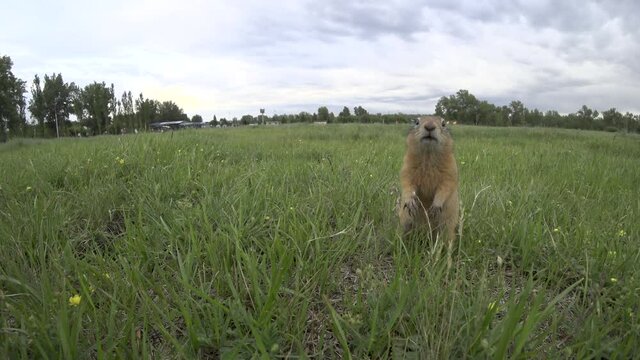 Ground squirrel. Animal runs to camera, looks and runs away. Brown fur. Field with green grass and flowers.
