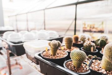 Cactus pot in greenhouse farm, Small botany gardening business concept