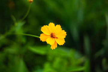background image of a flower in the evening on a background of green grass

