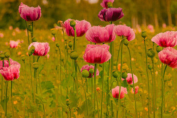 Obraz premium Wiese mit Blumen Mohn Mohnblumen Papaver
