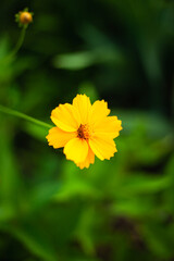 background image of a flower in the evening on a background of green grass
