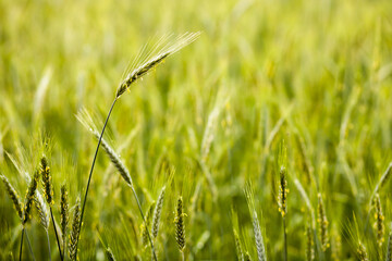 Młode zielone zboże na polu © qrrr