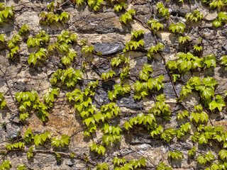 The ropes of the partenocysus extend along the stone wall
