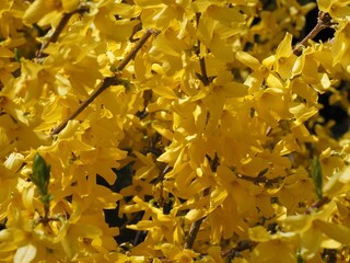A flood of yellow flowers on a large bush