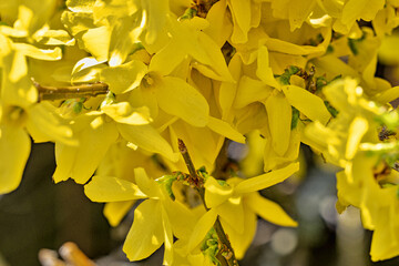 A flood of yellow flowers on a large bush