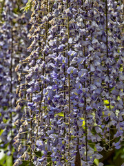 Hanging strings of beautiful purple flowers on a green leaves background