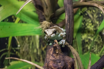  Amazon milk frog. Shallow depth of field