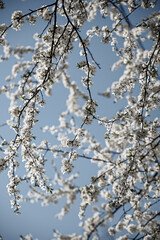 Apricot tree flower