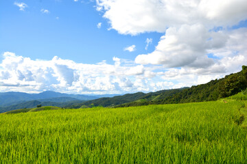 Green rice field with mountain background at Pa Pong Piang Terraces Chiang Mai, Thailand