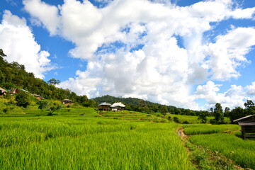 Green rice field with mountain background at Pa Pong Piang Terraces Chiang Mai, Thailand