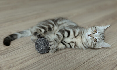 Little grey striped kitten plays with yarn ball. Cat laying on the floor