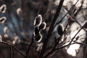 Branch of pussy-willow tree with tiny fluffy blossom catkin in early spring in the back light of a sun on the dark background. Easter in brown colors