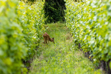Un chevreuil dans le vignoble alsacien, après une pluie de printemps, Kaysersberg, Alsace, France