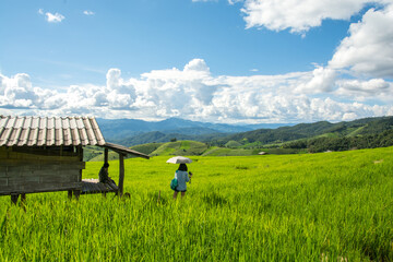 Green rice field with thai traditional wooden hut at Pa Pong Piang Rice Terraces Chiang Mai, Thailand