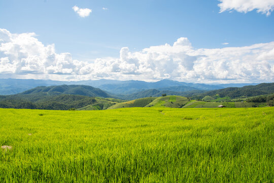 Green rice field with mountain background at Pa Pong Piang Terraces Chiang Mai, Thailand