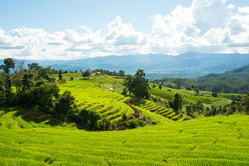 Green rice field with mountain background at Pa Pong Piang Terraces Chiang Mai, Thailand