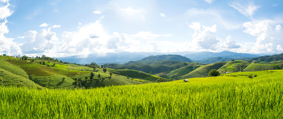 Panorama Green rice field with mountain background at Pa Pong Piang Terraces Chiang Mai, Thailand