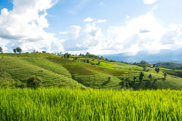 Fototapeta premium Green rice field with mountain background at Pa Pong Piang Terraces Chiang Mai, Thailand