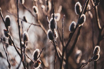 Branch of pussy-willow tree with tiny fluffy blossom catkin in early spring in the back light of a sun on the dark background. Easter in brown colors