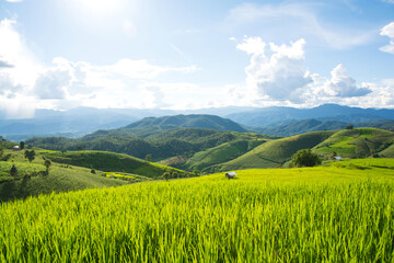 Green rice field with mountain background at Pa Pong Piang Terraces Chiang Mai, Thailand